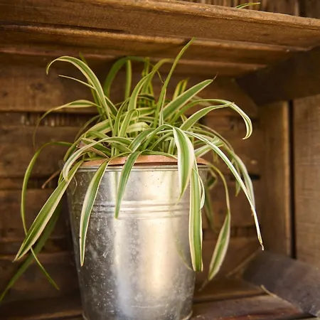 Tia Josefa Feriehus Lon